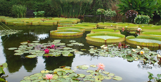 草津市立水生植物公園みずの森 滋賀県の環境学習情報エコロしーが