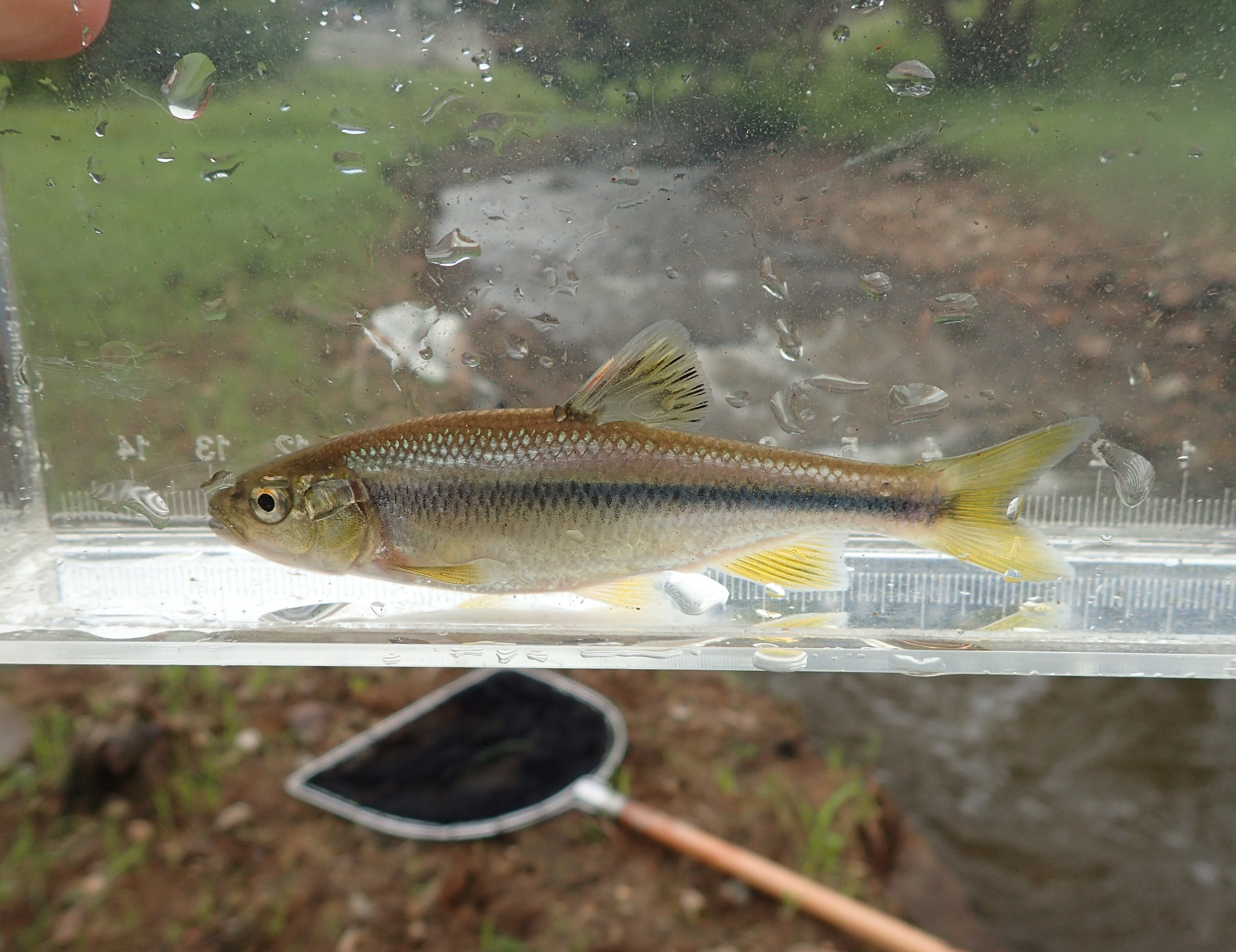 琵琶湖博物館うおの会 魚をとろう 自然観察会 滋賀県の環境学習情報エコロしーが